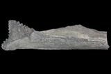 Bizarre Edestus Shark Tooth In Jaw Section - Carboniferous #92668-3